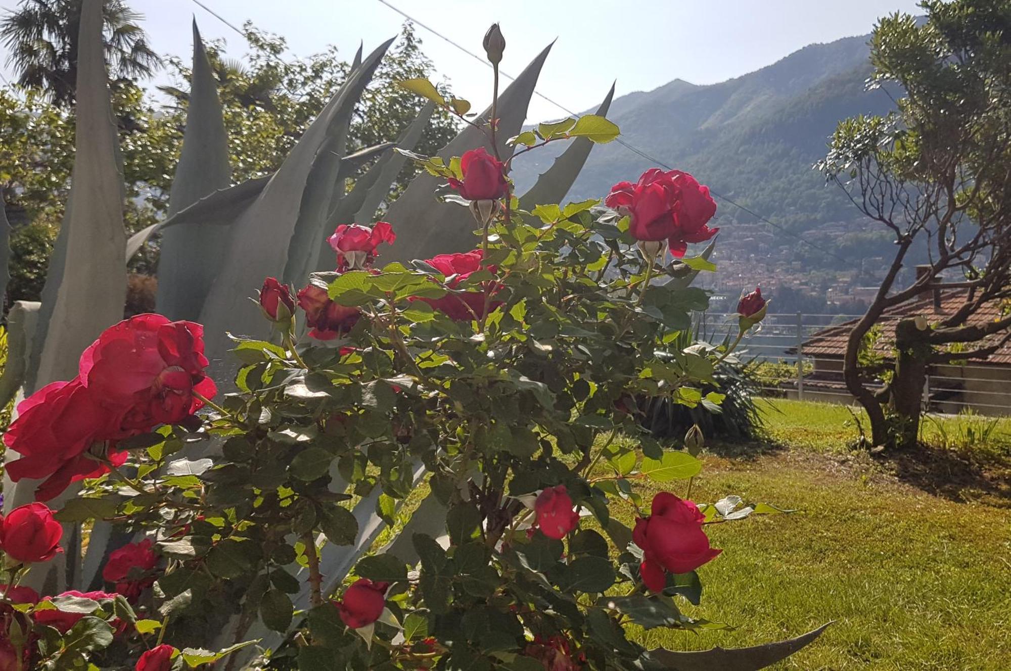 Flora Daire Moltrasio Dış mekan fotoğraf
